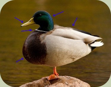 identification of wild birds mallard