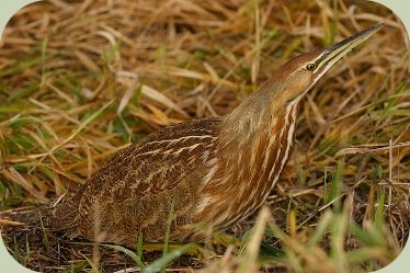 identify wild birds bittern