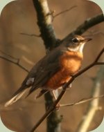 identifying backyard birds american robin