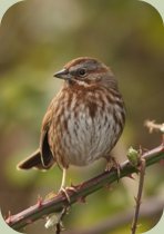 song sparrow