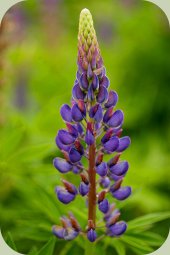 list of deer resistant plants - lupine