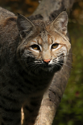 bobcat