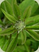 list of medicinal plants in the temperate rainforest foxglove