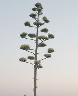 flowerin agave stalk