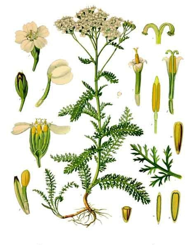 yarrow illustration