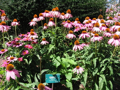 echinacea plants