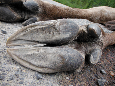 moose front foot
