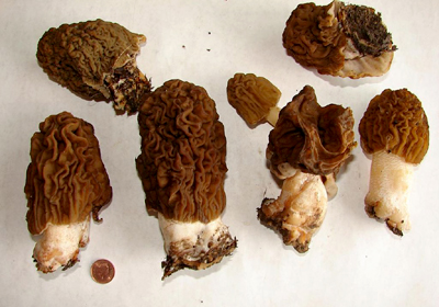 verpa mushrooms