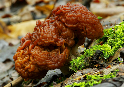 gyromitra mushrooms