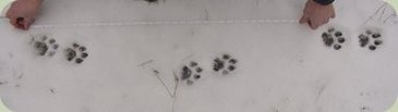 mountain lion tracks