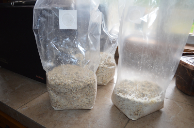 special bags for mushroom cultivation