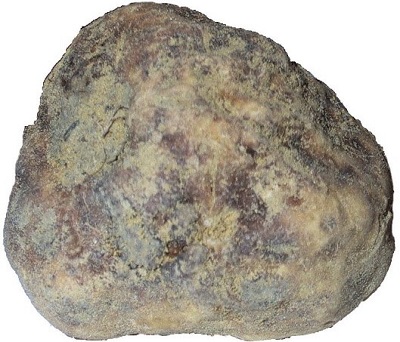 truffle mushroom
