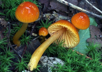 mushroom with slimy layer on the cap