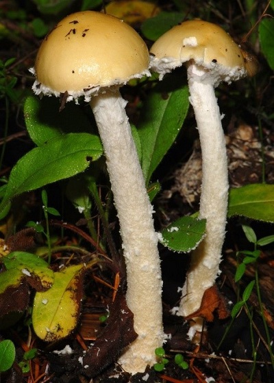 remnants of veil tissue on the margins of the mushroom cap