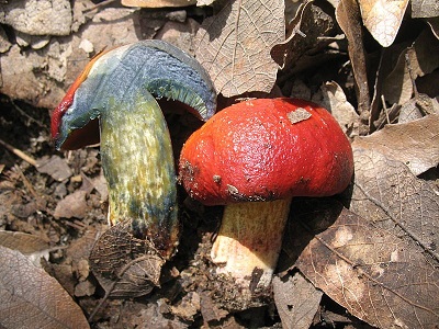 blue staining mushroom