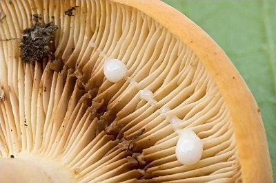 latex-like substance in mushroom cap