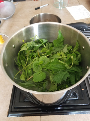 infusing nettle