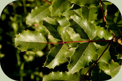 oregon grape