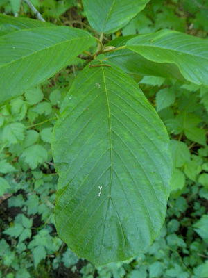 cascara leaf