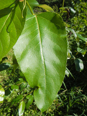 black cottonwood leaf