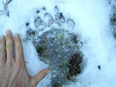 large black bear track