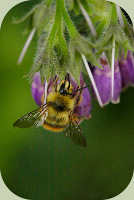 be pollinating a flower in a permaculture garden