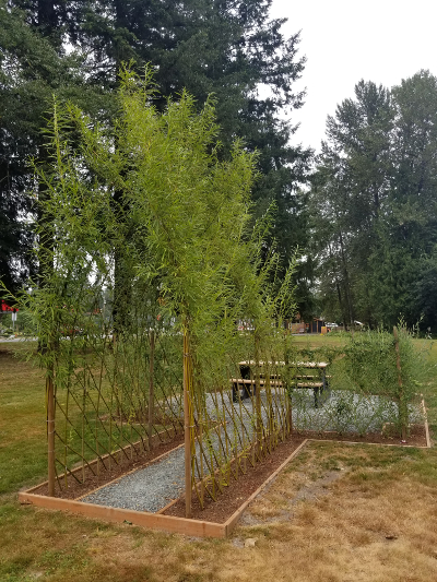 living willow structure