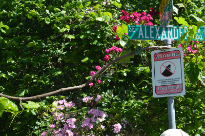 grape vine climbing a sign