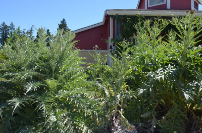 cardoon plant