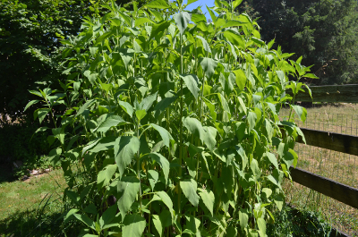 Jersusalem artichoke plant