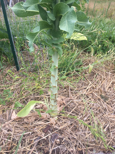 celtuce plant