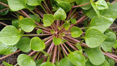 miner's lettuce plant