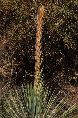 yucca plant