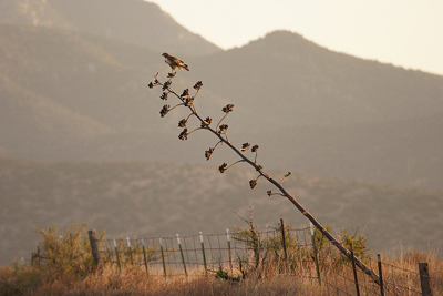 agave plant