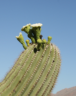 saguaro flowering