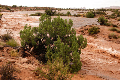 juniper shrub