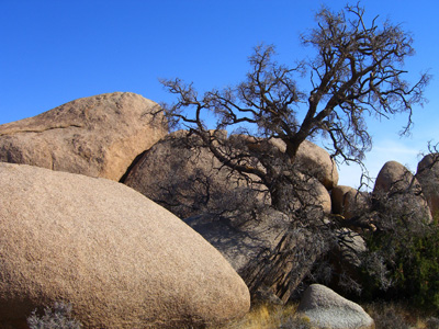tree growing out of rocks in the desert