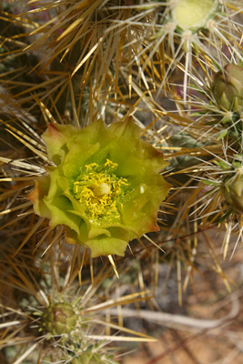 cholla plant