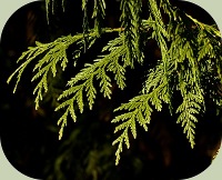 herbal cold remedy - western red cedar
