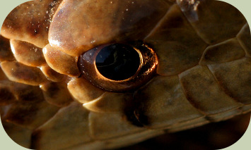 rounded pupil snake
