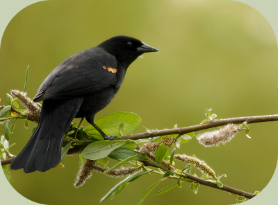 bird communication blackbird