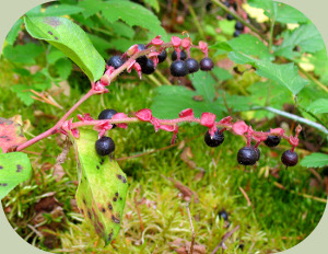 wild edible berries salal