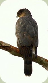 sharp-shinned hawk