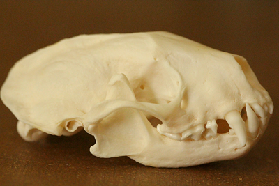 Rodent Skull Identification Chart