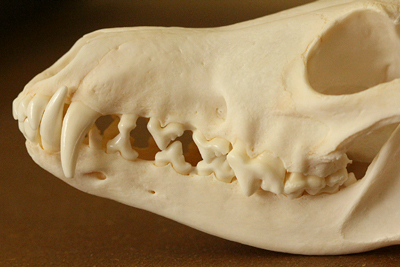 skull with canine teeth