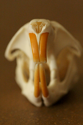 rodent skull