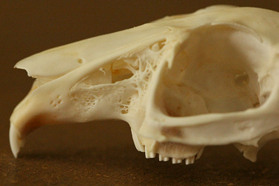 skull with fenestrae