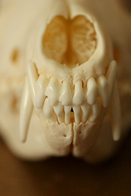 carnivore dentition