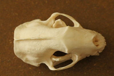 Skull Identification