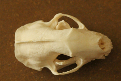 Rodent Skull Identification Chart